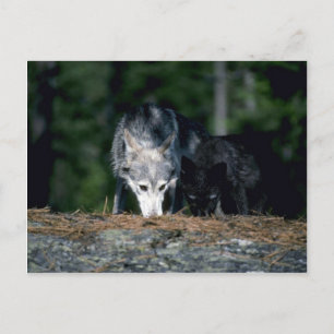 Grey Wolves-summer-mum with (black-phase) cub Postcard