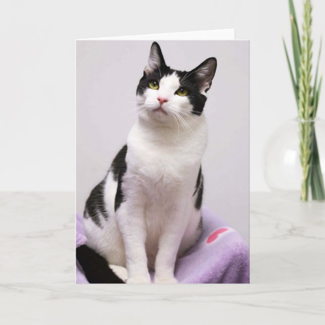 Greyfoot Cat Rescue Black and White Tuxedo Card (Front)