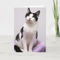 Greyfoot Cat Rescue Black and White Tuxedo Card