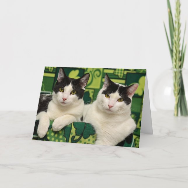 Greyfoot Cat Rescue Black & White Brothers Card (Front)