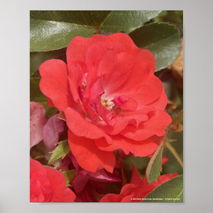 greyforaday Red Floral Print