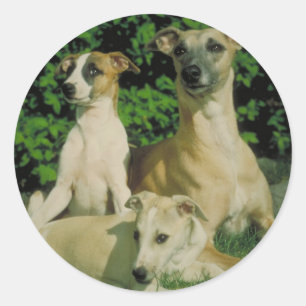 Greyhound and Puppies Classic Round Sticker