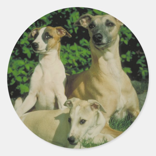 Greyhound and Puppies Classic Round Sticker (Front)