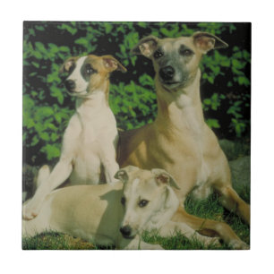 Greyhound and Puppies Tile