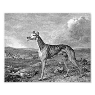 Greyhound Black and White Illustration Photo Print