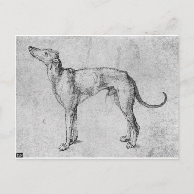 Greyhound by Albrecht Durer Postcard (Front)
