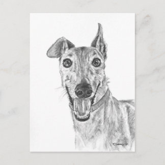 Greyhound Closeup Drawing Postcard