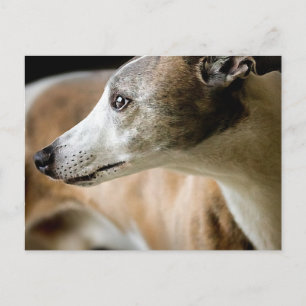 Greyhound Dog Postcard