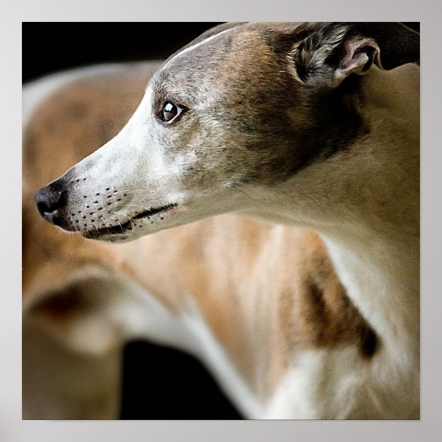 Greyhound Dog  Poster (Front)