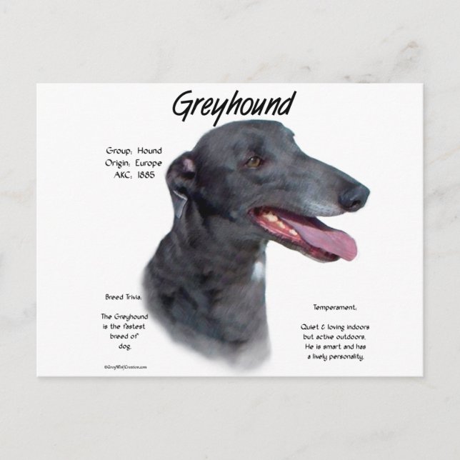 Greyhound History Design Postcard (Front)