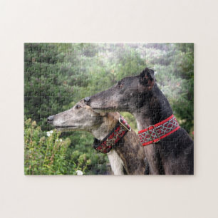 Greyhound jigsaw puzzle (Alice and Shadow)