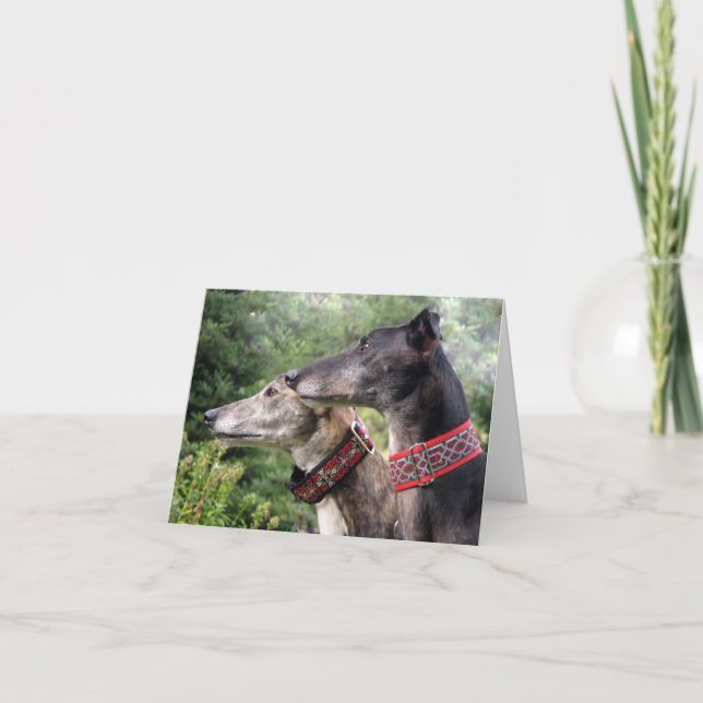 Greyhound photo card (p343) (Front)