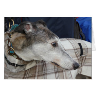 Greyhound photocard