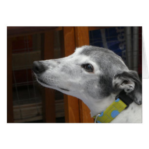 Greyhound photocard