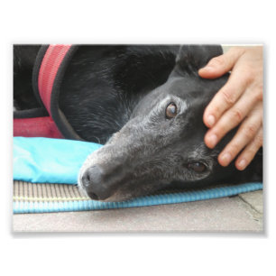 Greyhound photograph (p506)