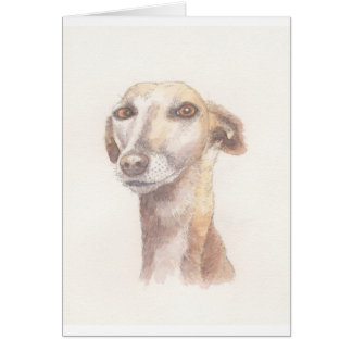 Greyhound portrait