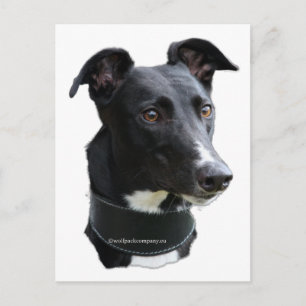 greyhound postcard