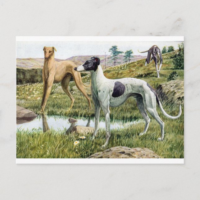 Greyhound Postcard (Front)