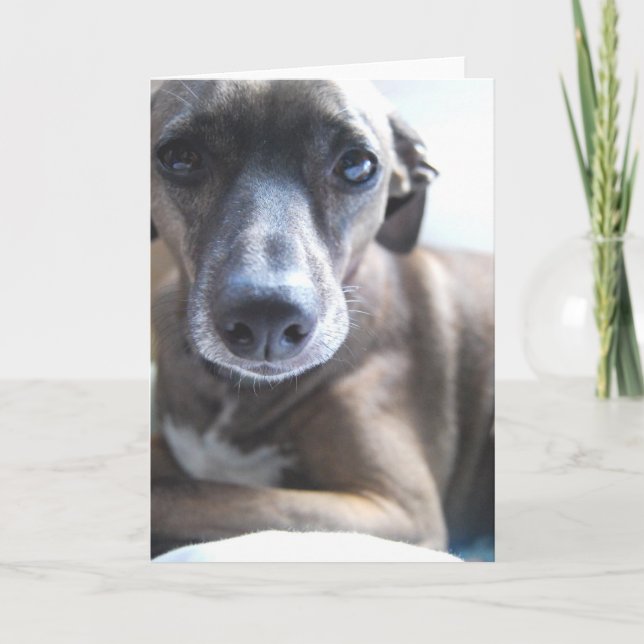 Greyhound Puppy Greeting Card (Front)