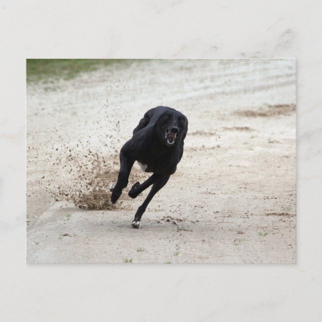 greyhound race postcard (Front)