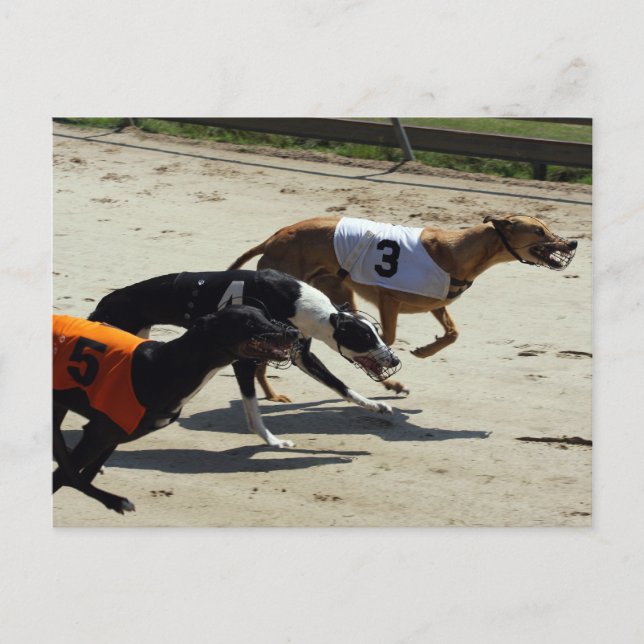greyhound race postcard (Front)
