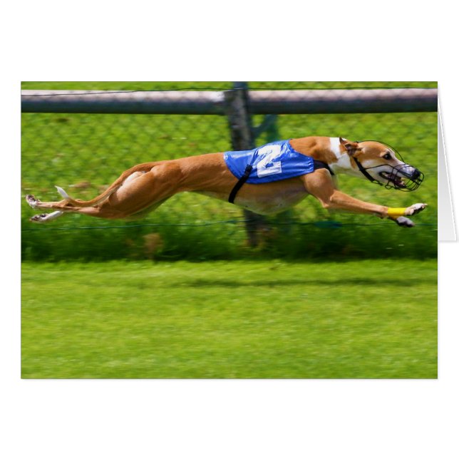 Greyhound Racing (Front Horizontal)