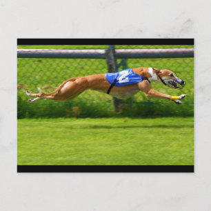 Greyhound Racing Postcard
