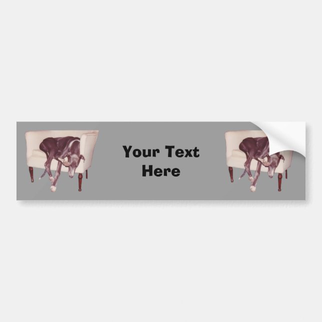 Greyhound Sleeping In Chair Funny Bumper Sticker (Front)