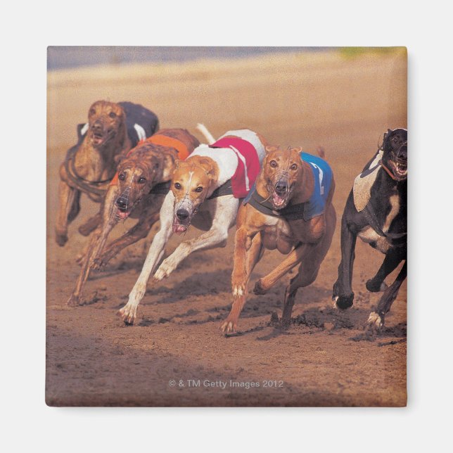 Greyhounds racing on track magnet (Front)