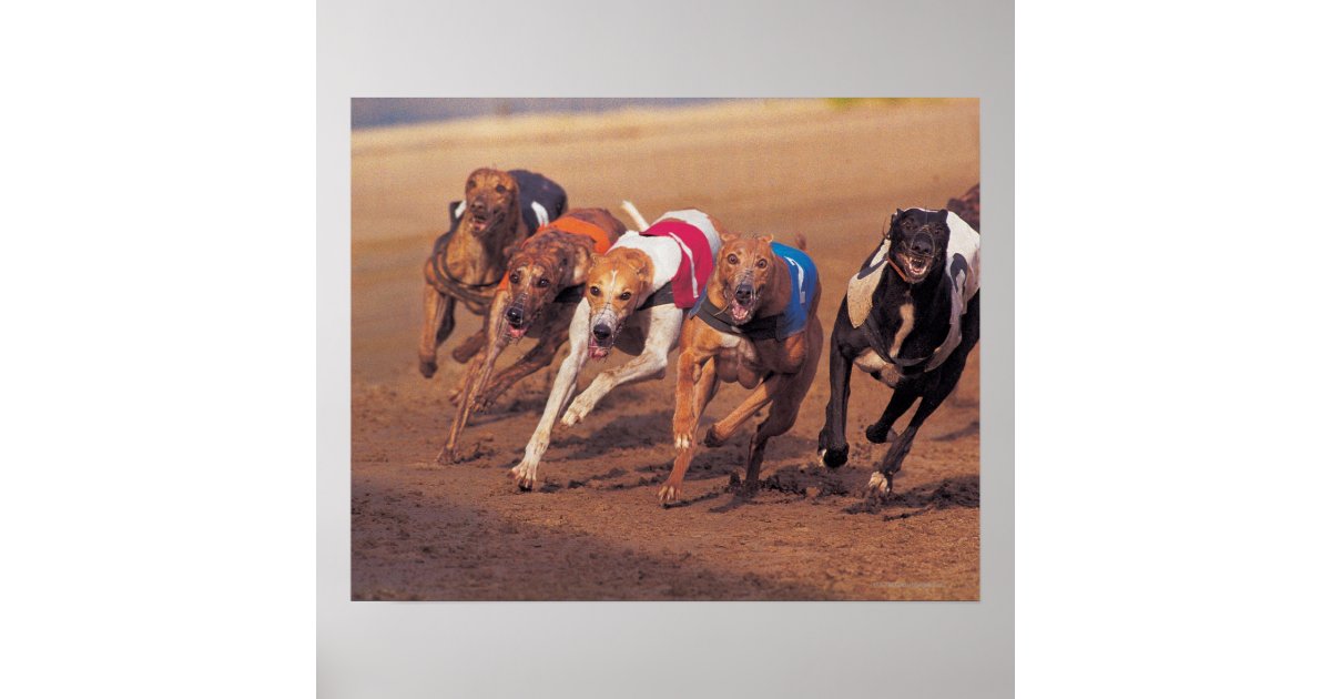 Greyhounds Racing On Track Poster Nz