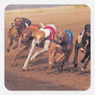Greyhounds racing on track square sticker