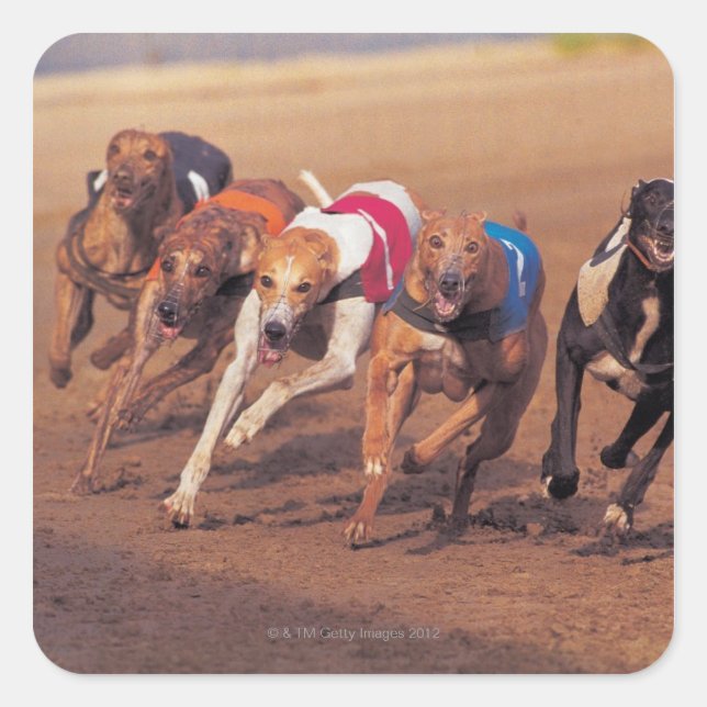 Greyhounds racing on track square sticker (Front)