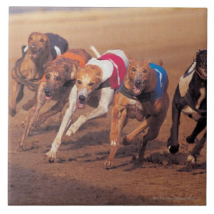 Greyhounds racing on track tile