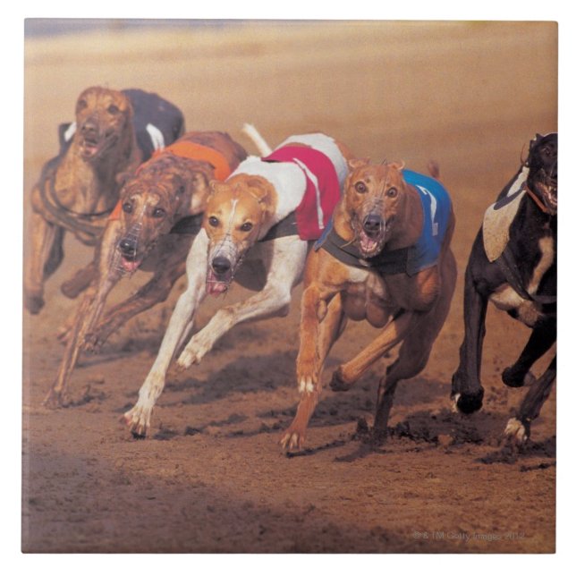 Greyhounds racing on track tile (Front)