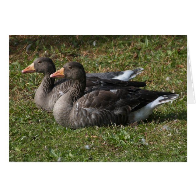 Greylag Geese (Front Horizontal)