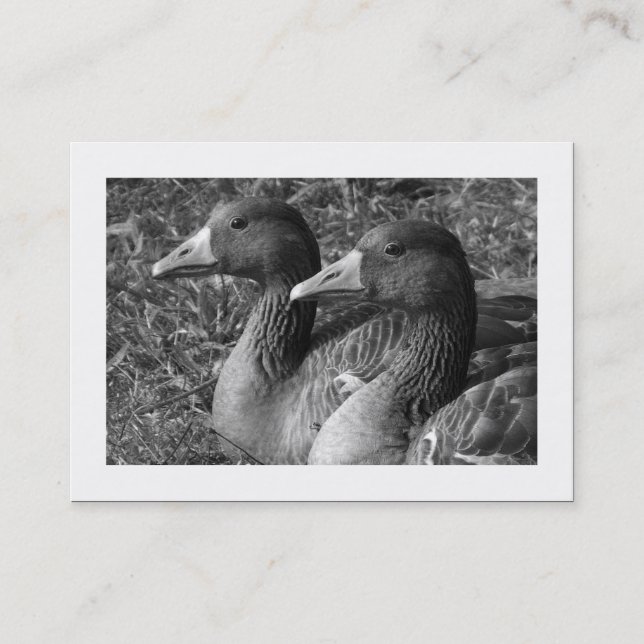 Greylag Geese B&W (Bordered) Business Card (Front)