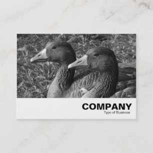 Greylag Geese B&W Business Card