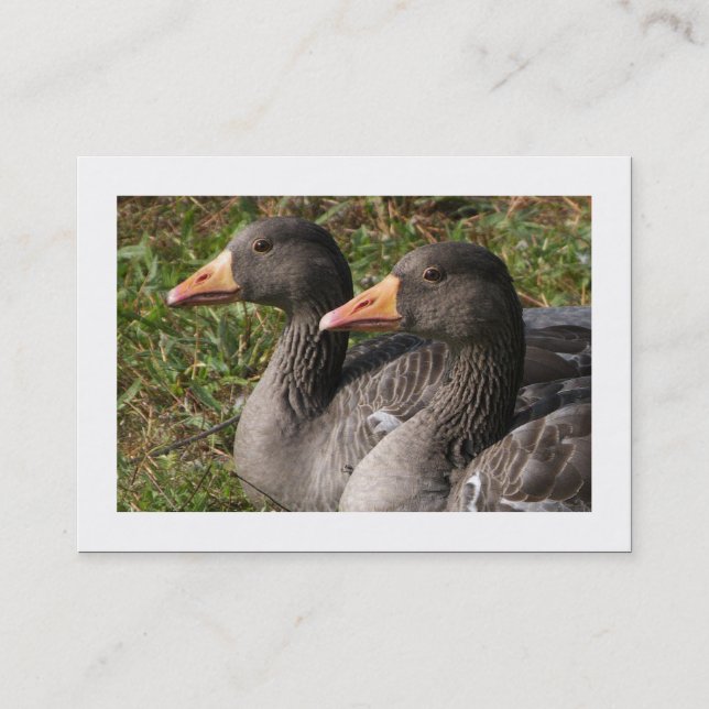 Greylag Geese (Bordered) Business Card (Front)