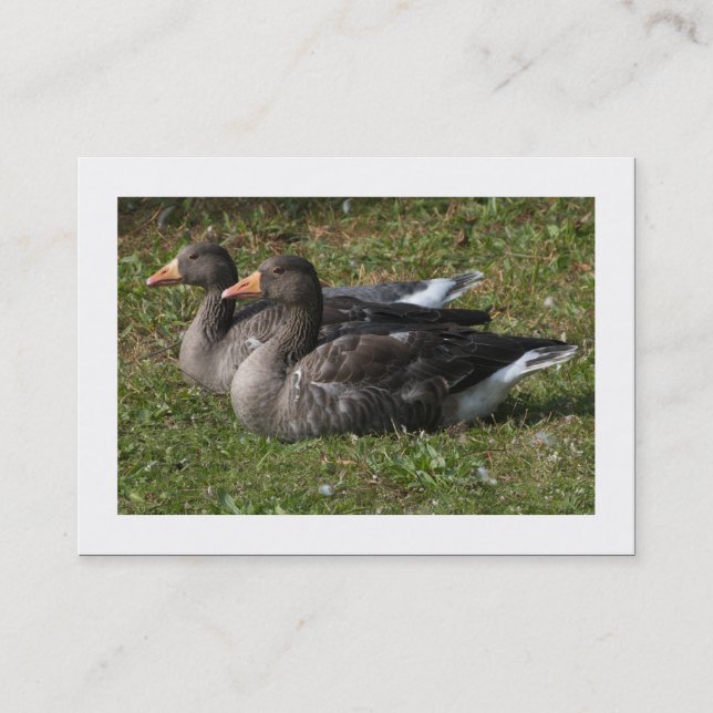 Greylag Geese (Bordered) Business Card (Front)