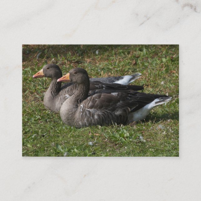 Greylag Geese Business Card (Front)