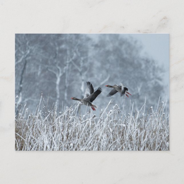 Greylag geese flying in snowy landscape postcard (Front)