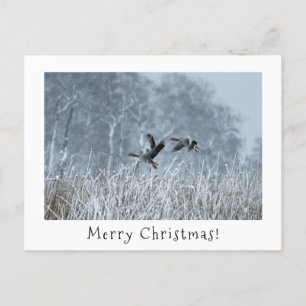 Greylag geese in snowy landscape christmas card. holiday postcard