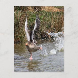 Greylag Geese Postcard