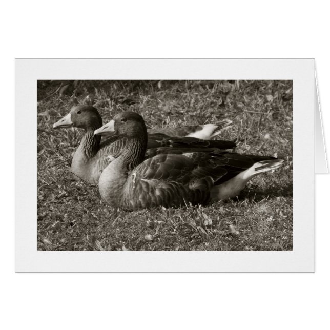 Greylag Geese Sepia (Wide Bordered) (Front Horizontal)