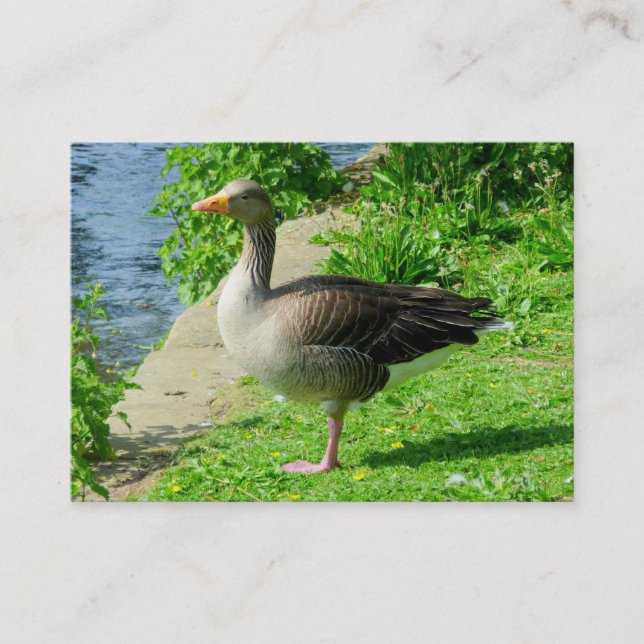 Greylag Goose Business Card (Front)