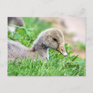 Greylag Goose Gosling Postcard