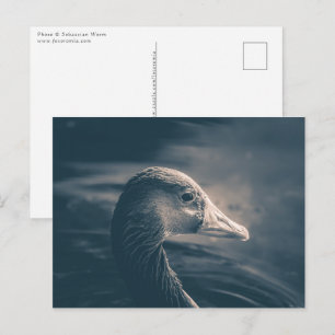 Greylag Goose Nature Photo Postcard