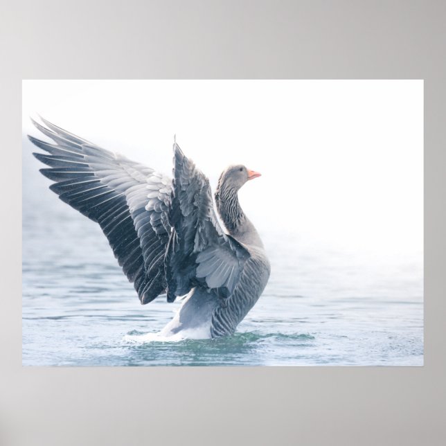 Greylag goose nature photo poster (Front)