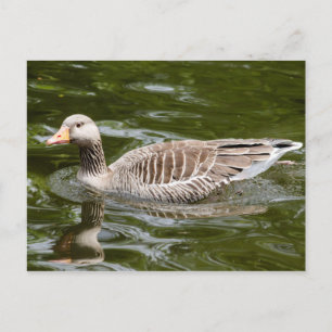 Greylag Goose Postcard