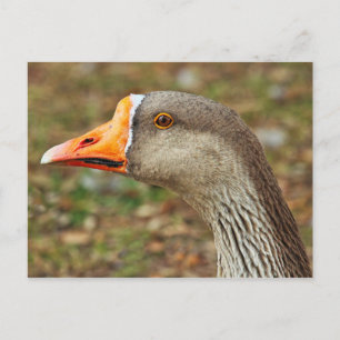 Greylag Goose, Roath Park Lake, Cardiff, Wales Postcard